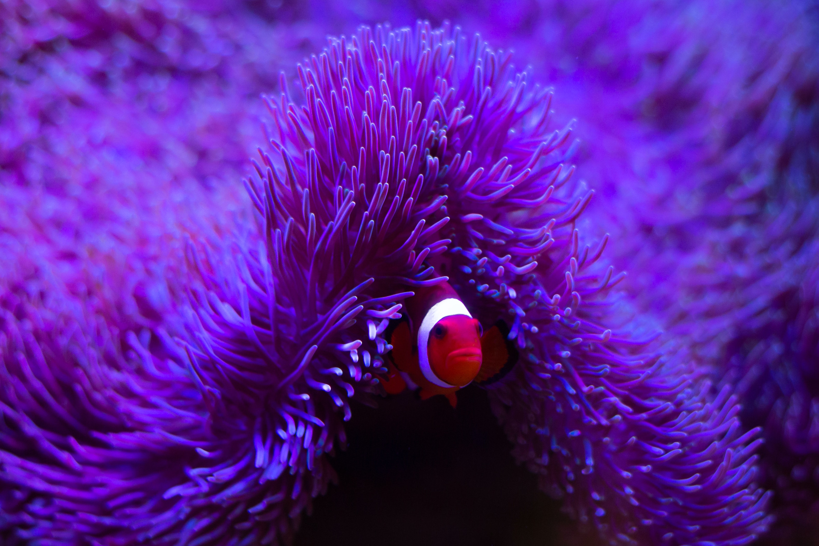 Poisson d'eau de mer
