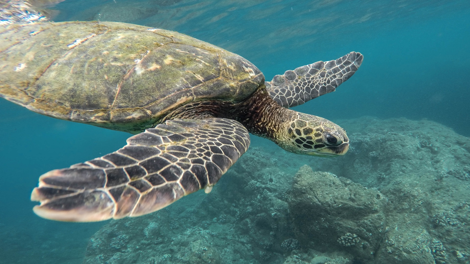 La biodiversité dans l’océan